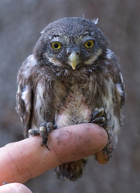 The Eurasian Pygmy Owl Is Absolute Smallest Living Species In Europe Its Coloring Brown Or Sometimes Ruddy Greyish Plumage With White Speckles