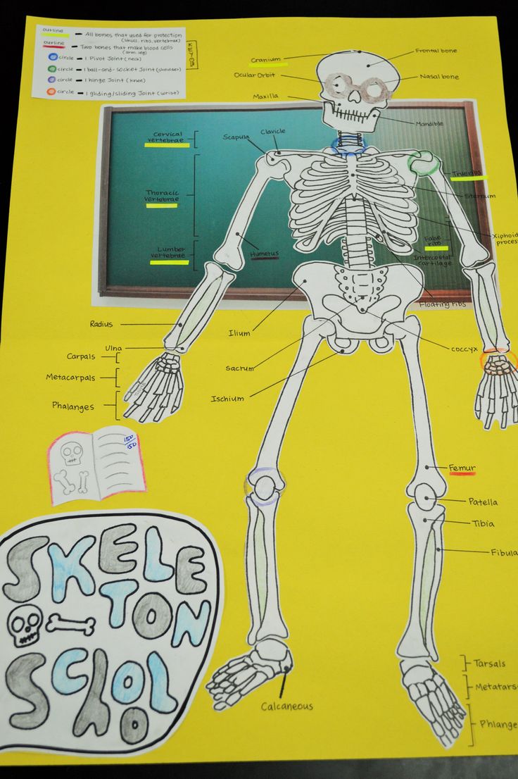 Lesson Plan Skeletal System Project