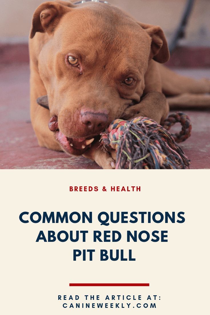 Red Nose Pitbull Red Nose Pitbull Natural Dog Care Big Dog Breeds