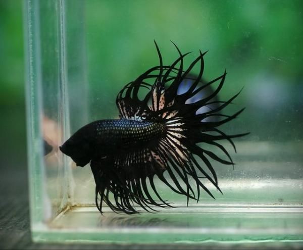 Enfermedades Más Comunes De Los Peces Betta Pez Betta Betta Pez Betta Hembra