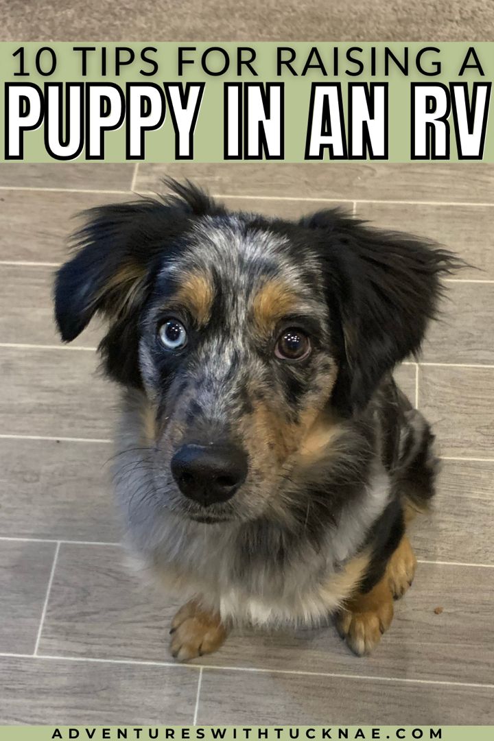 10 Tips For Raising A Puppy In An RV Puppies Rv Dog Puppy Safe 10-tips-for-raising-a-puppy-in-an-rv-puppies-rv-dog-puppy-safe