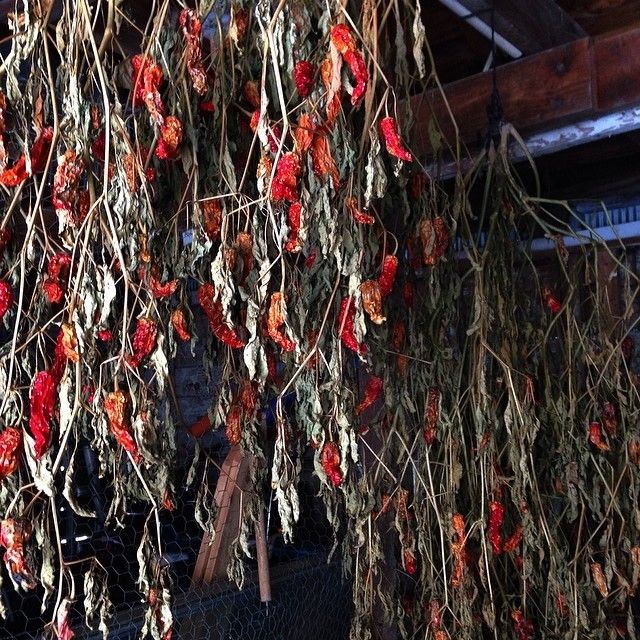 How To Grow Hot Chilis Follow These Simple Tips Chilli Plant Growing Peppers Hydroponic Gardening