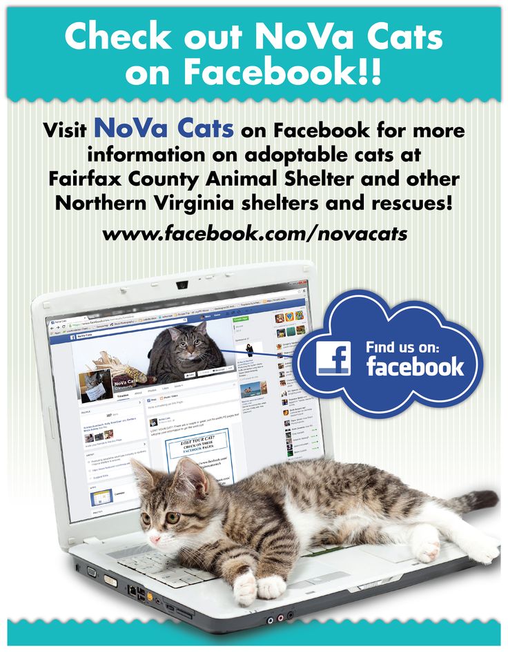 How To Bring Cat From Shelter Bag Box How To Bring Cat From Shelter Bag Box