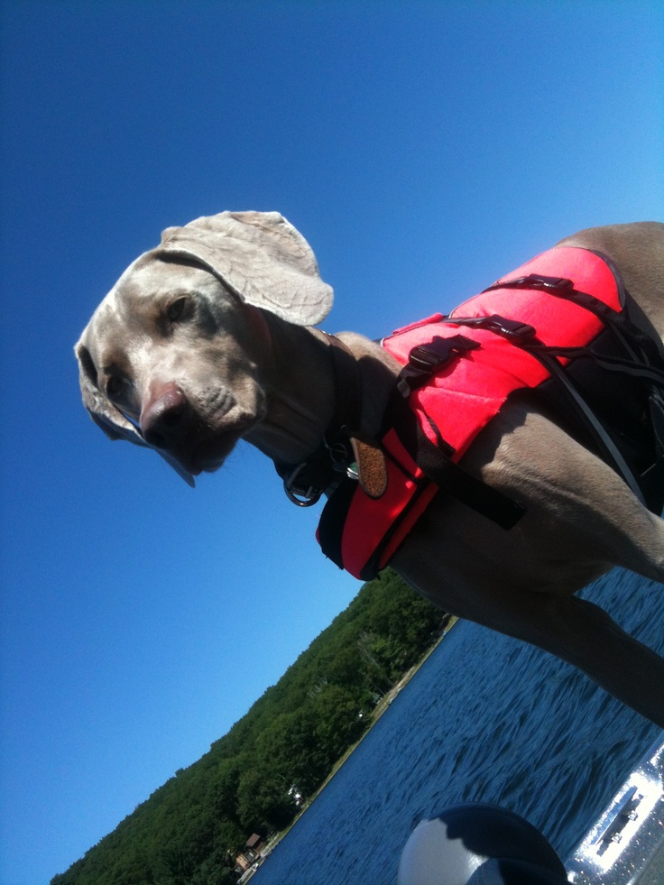 Homemade Dog Food For Weimaraners Homemade Dog Food For Weimaraners