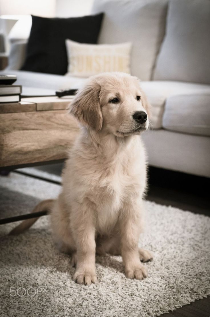 Know Your Best Friend Dog Breeders Know Your Best Friend Dog Breeders