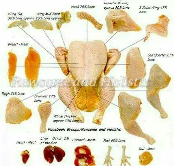 dogs and chicken bones 15 best feeding dogs images on doggies cubs and diets dogs and chicken bones 15 best feeding dogs images on doggies cubs and diets