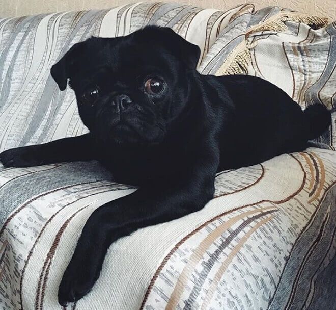 120 Black Girl Dog Names Dog Names Girl Dog Names Girl And Dog