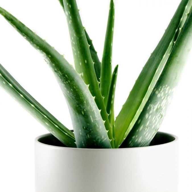 Aloe Vera Schlafzimmer Aloe Vera Schlafzimmer