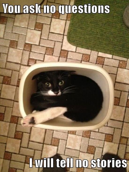 Http Cheezburger Com When Your Cat Insists Http Cheezburger Com When Your Cat Insists