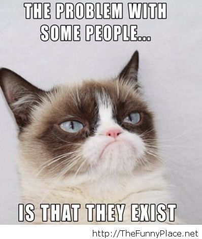 Image result for grumpy cat