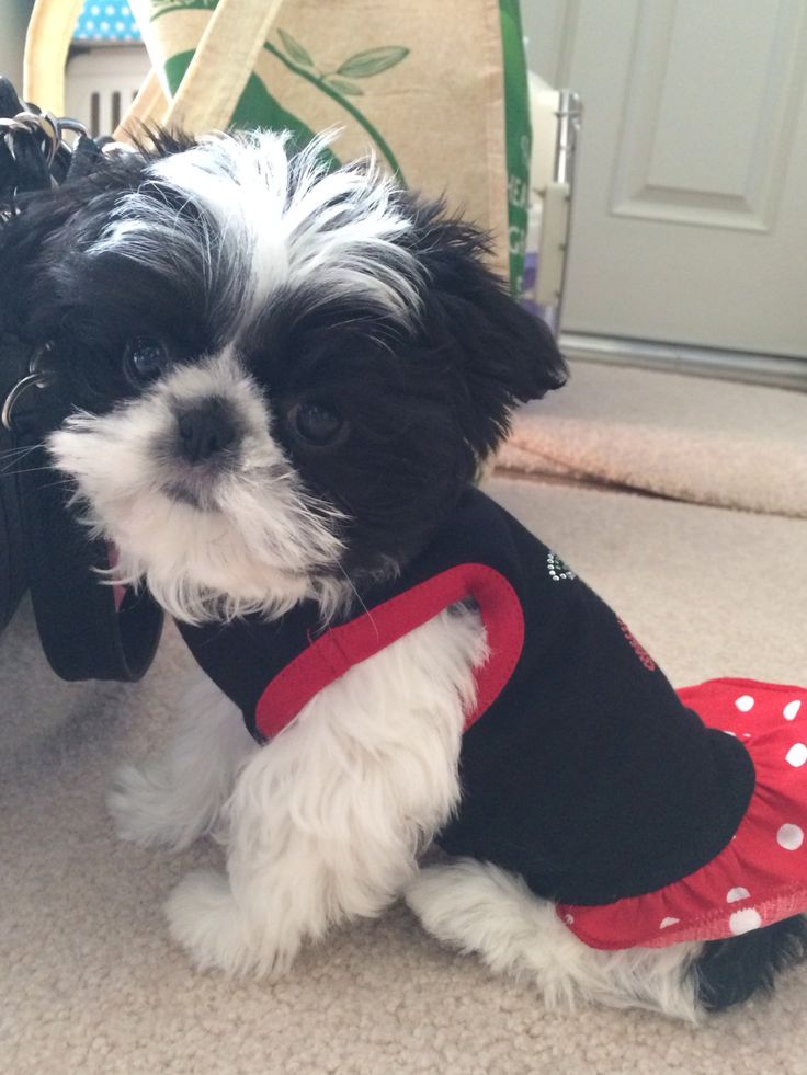 shih tzu toys 25 best shih tzu ideas on shih tzu poodle shih tzu and shih tzu shih tzu toys 25 best shih tzu ideas on shih tzu poodle shih tzu and shih tzu