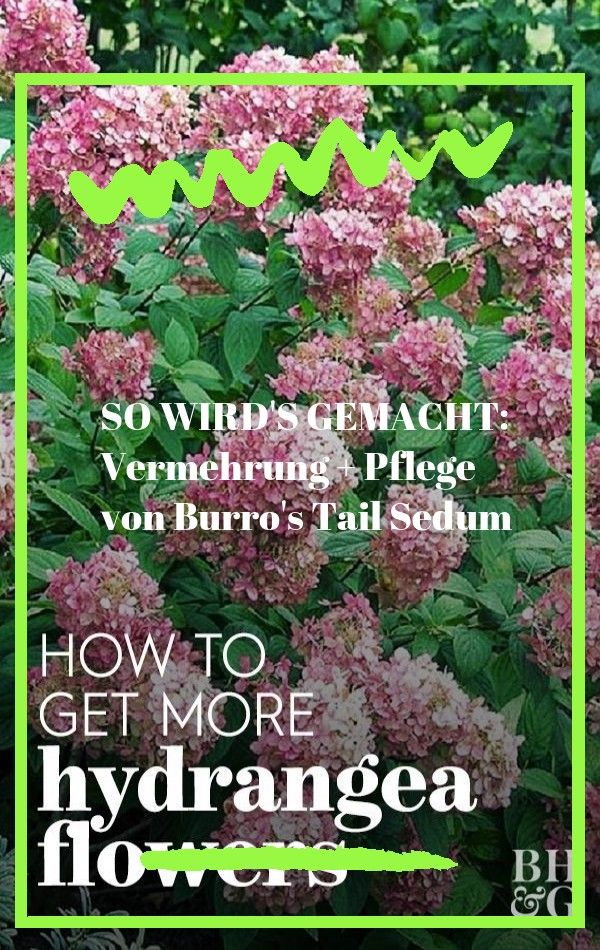 Brayden Studio Oft Unterschatzt Und Ubersehen Erhalten Sukkulenten In Diesem Wunderbaren Kunstlichen Sukkulentenarrangement Den Ehrenp In 2020 Nursery Cambria Garden