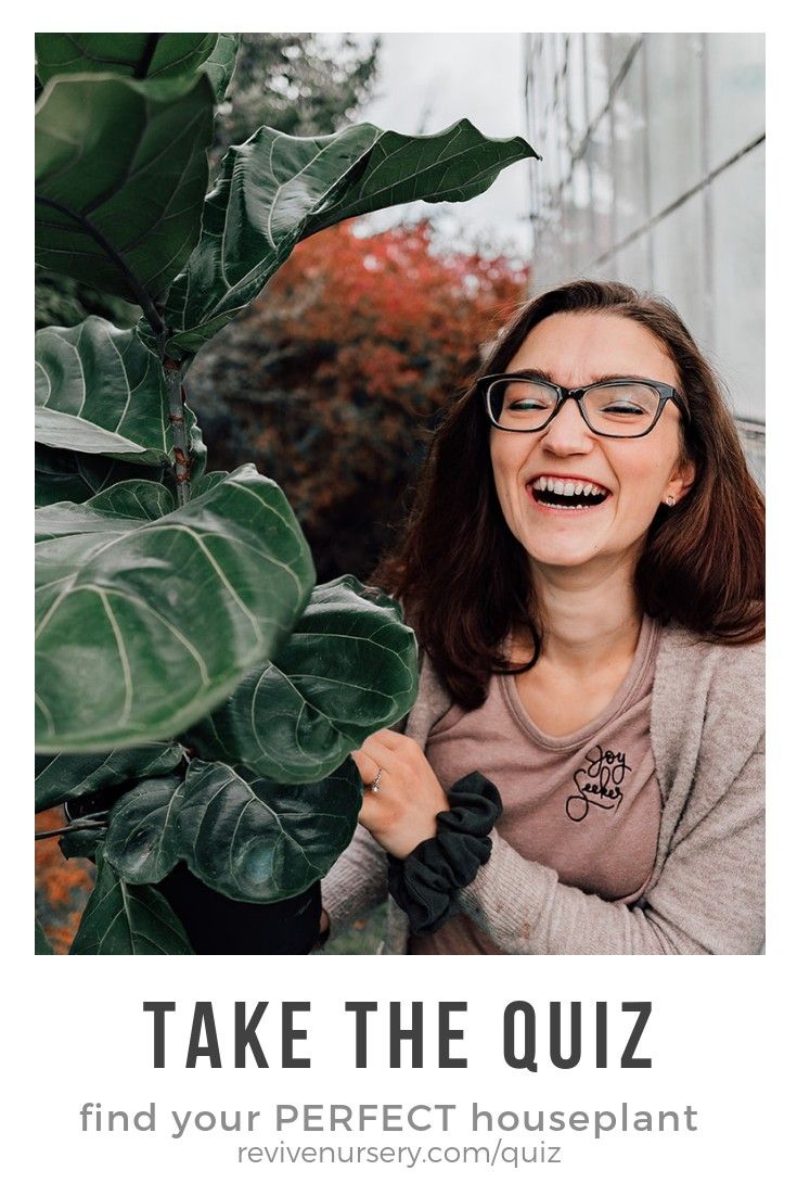 Take The Quiz To Find Best Houseplant For You Revivenursery Take The Quiz To Find Best Houseplant For You Revivenursery