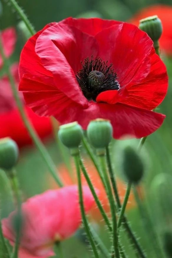 Best 25 Poppies Ideas On Pinterest Poppy Watercolor Find This Pin And More On Poppies