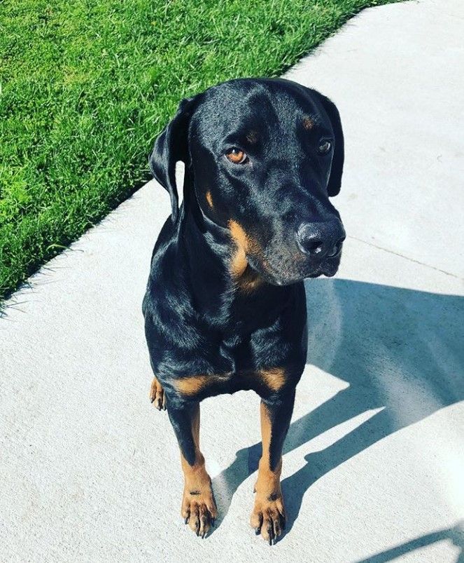 21 Doberman Pinschers Mixed With Rottweiler Dog Mixes Purebred