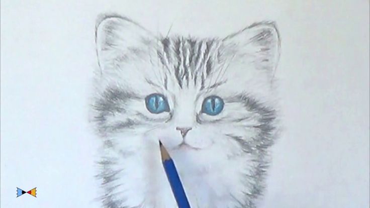 Draw A Kitty Cat 32 How to draw a Kitten.Step by step. | Cat drawing tutorial, Realistic ...