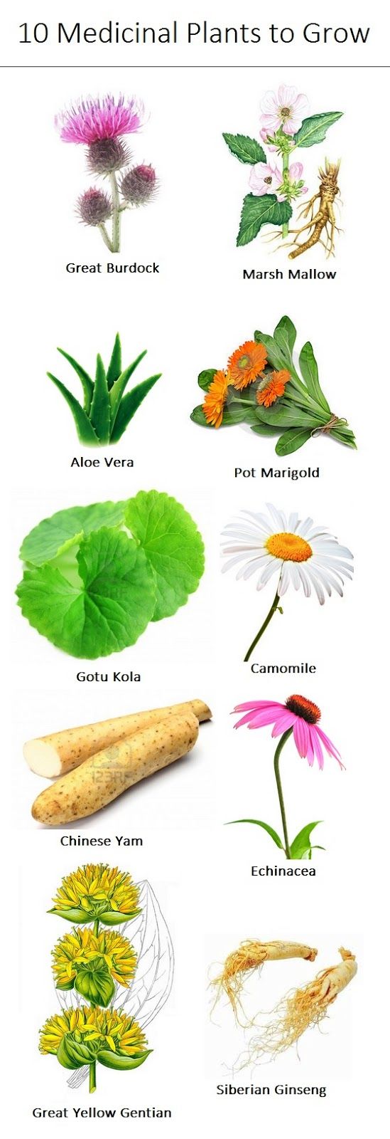 Pin On Herbalism pin-on-herbalism