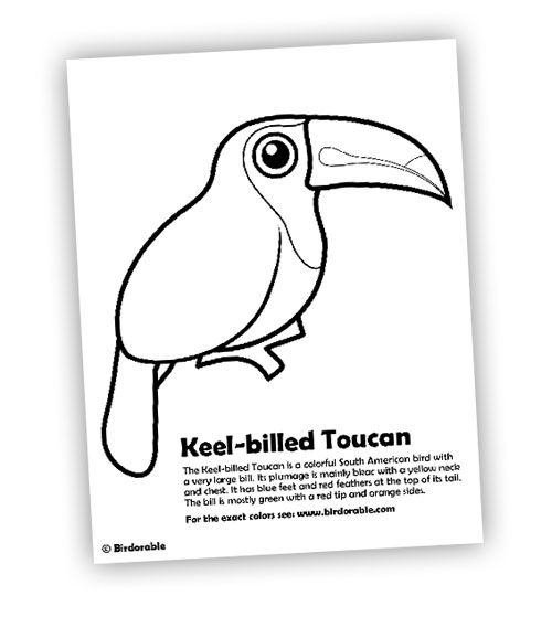 Keelbilled Toucan Coloring Page Coloring pages Coloring pages to