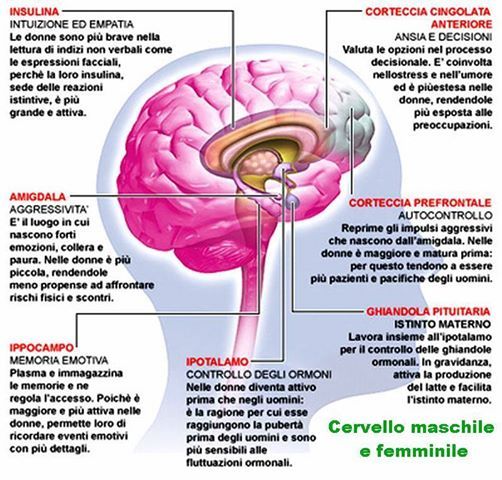 cerebro medical term cerebro medical term