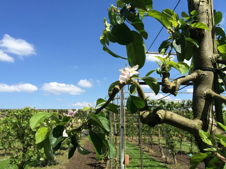 Visiting the Palace of Versailles' kitchen garden: Espaliers, pears and edible flowers (photos)