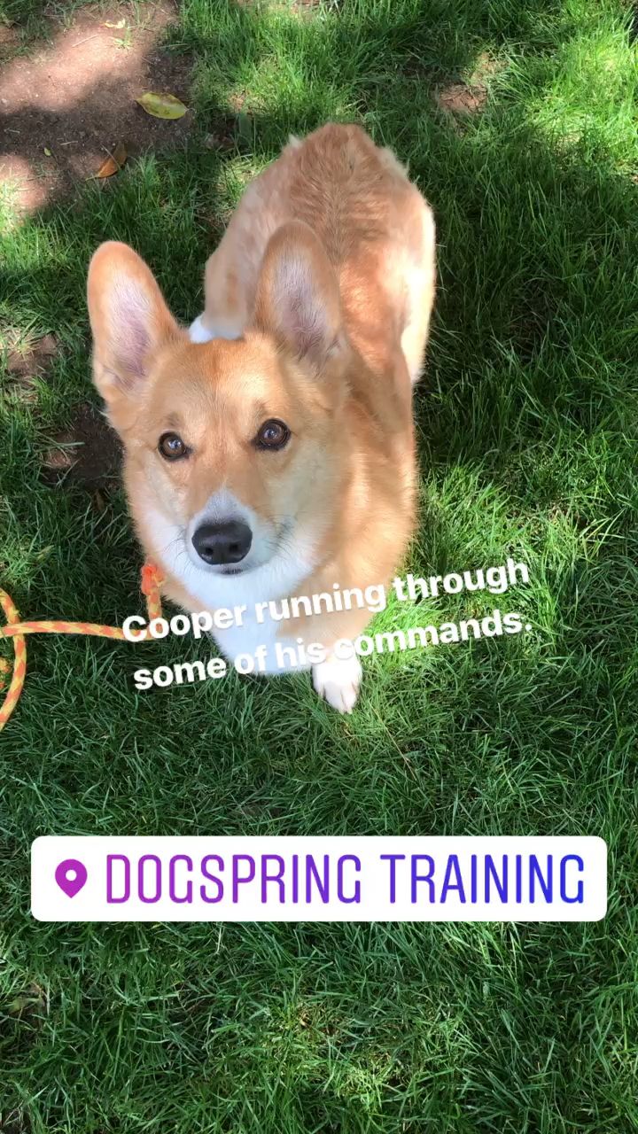 Dog Training Fresno Clovis Video Dog Training Near Me