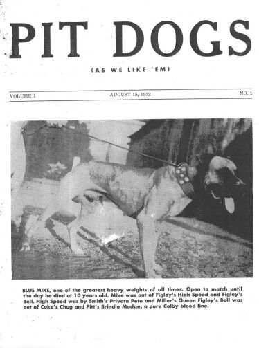 american pitbull terrier game bred bloodlines 28 best american pitbull terrier images on pinterest american american pitbull terrier game bred bloodlines 28 best american pitbull terrier images on pinterest american