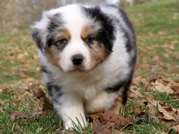 australian shepherd with german shepherd 572 best dogs images on pinterest animals mini aussie and australian shepherd with german shepherd 572 best dogs images on pinterest animals mini aussie and