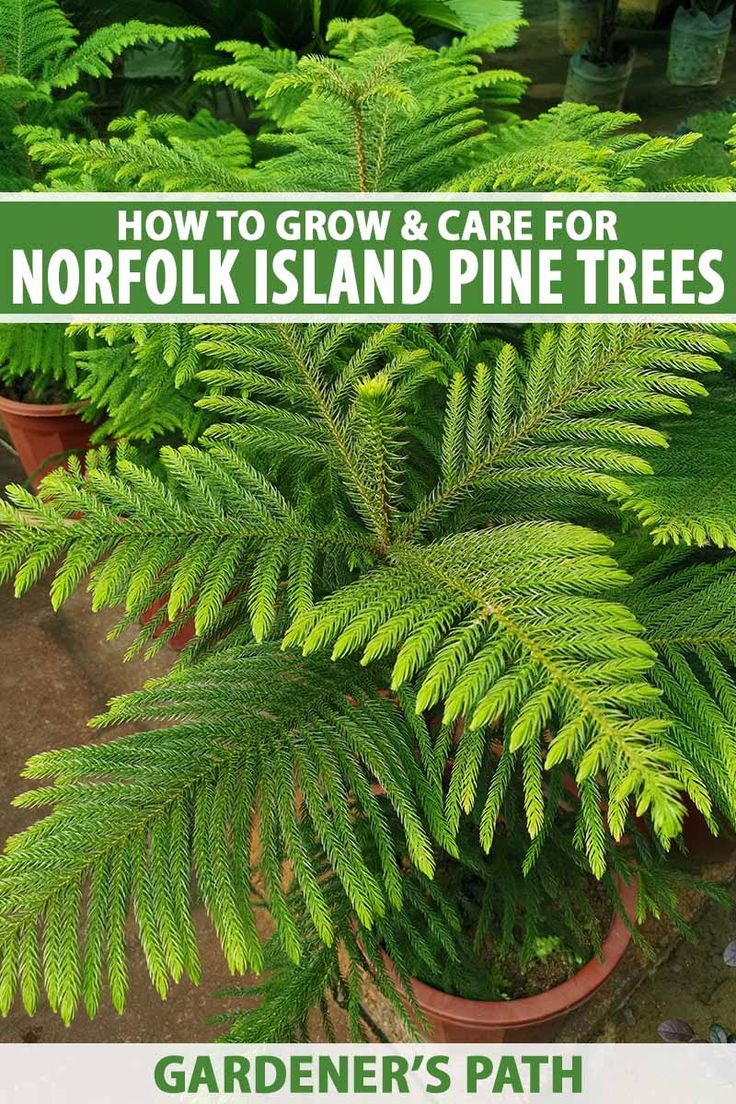how to take care of a norfolk pine plant how to take care of a norfolk pine plant