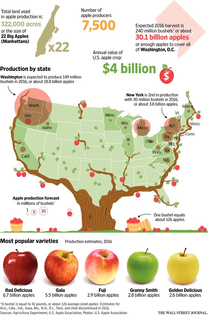 How Big Is The Original Apple Apple Agriculture Education Harvest Time How Big Is The Original Apple Apple Agriculture Education Harvest Time