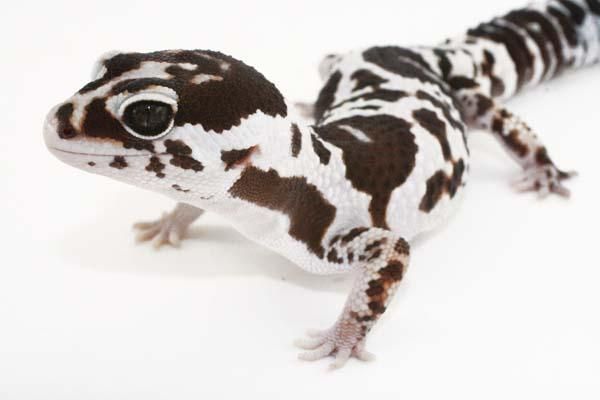 16 #geckos in 2020 | Amphibien, Leopardgecko, Tiere
