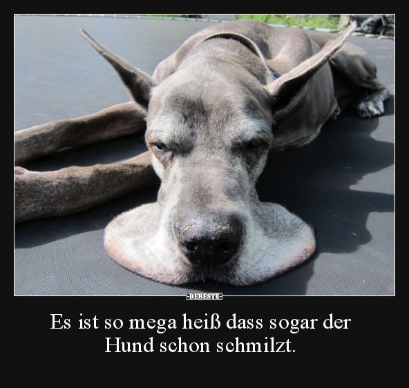 Es ist so mega heiß dass sogar der Hund schon schmilzt... | Lustige Bilder, Spr...