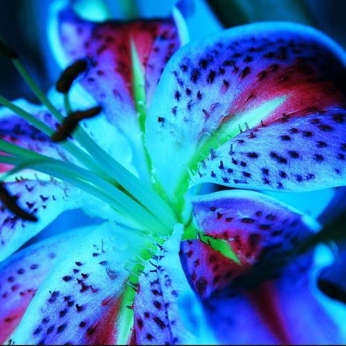 The 25 Best Stargazer Lilies Ideas On Pinterest Tiger Lily The 25 Best Stargazer Lilies Ideas On Pinterest Tiger Lily Wedding Orange And Pink
