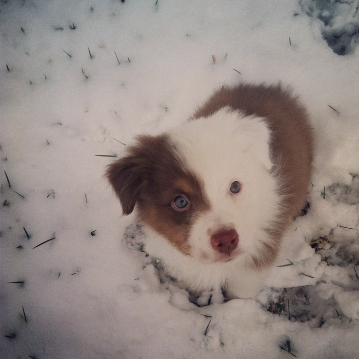 rockin b miniature australian shepherd 180 best perfect puppies images on pinterest animals dogs and rockin b miniature australian shepherd 180 best perfect puppies images on pinterest animals dogs and