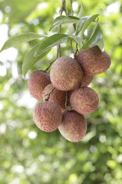 Lychee (Litchi chinensis; Chinese: 荔 枝) is the sole member of the genus Litchi i