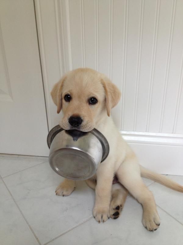 Alfie S Dinner Dogs Food Alfie S Dinner Dogs Food