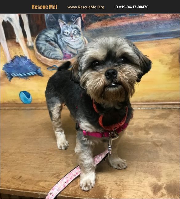 Shih Tzu Bethel Ct Shih Tzu Shih Tzu Puppy Shih Tzu Rescue