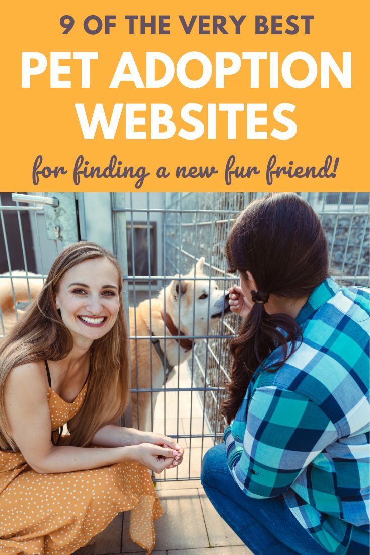 Two People Petting A Dog In A Cage With The Text 9 Of The Very Best Pet two-people-petting-a-dog-in-a-cage-with-the-text-9-of-the-very-best-pet