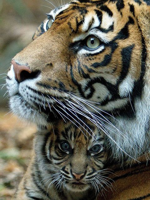 Can The Cats Of Sydney Be Saved Can The Cats Of Sydney Be Saved