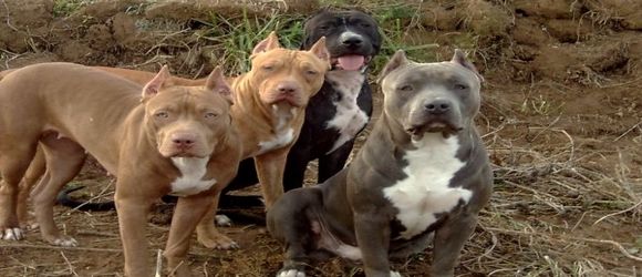 Friends Happiest Dog In The World Breed Friends Happiest Dog In The World Breed