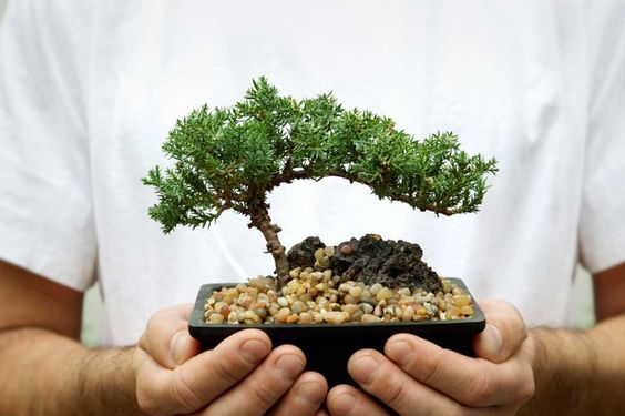 9 Plantas Negativas De Las Que Debes Deshacerte Ahora Ya Según El Feng Shui Plantas Para Atraer Dinero Feng Shui En Español Planta De La Abundancia