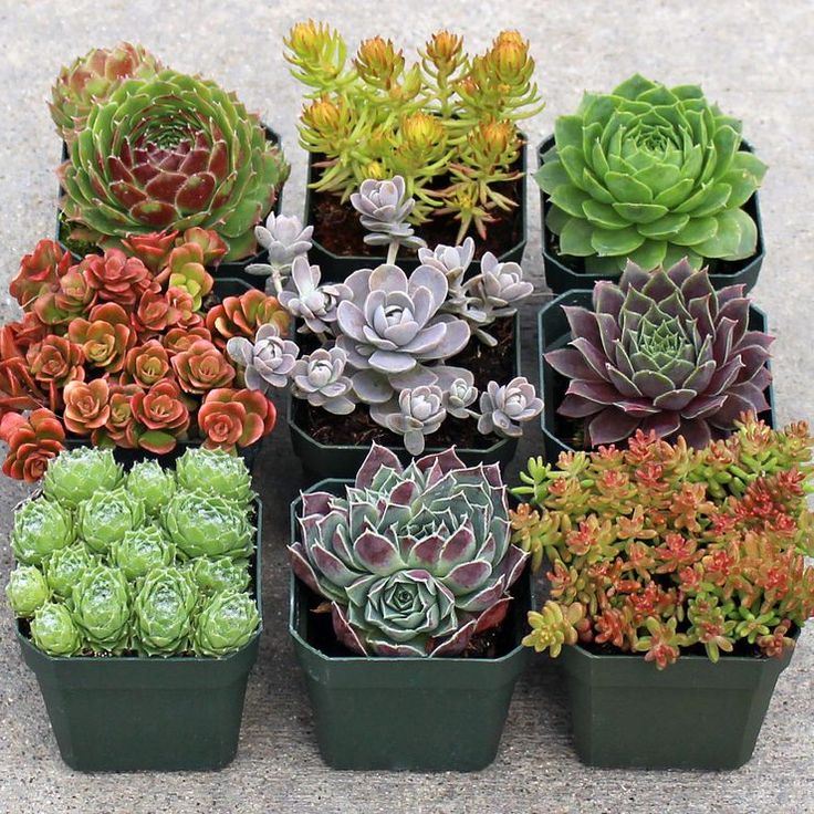 Flower Garden Ideas With Rocks best 25+ succulent rock garden ideas only on pinterest Flower Garden Ideas With Rocks best 25+ succulent rock garden ideas only on pinterest