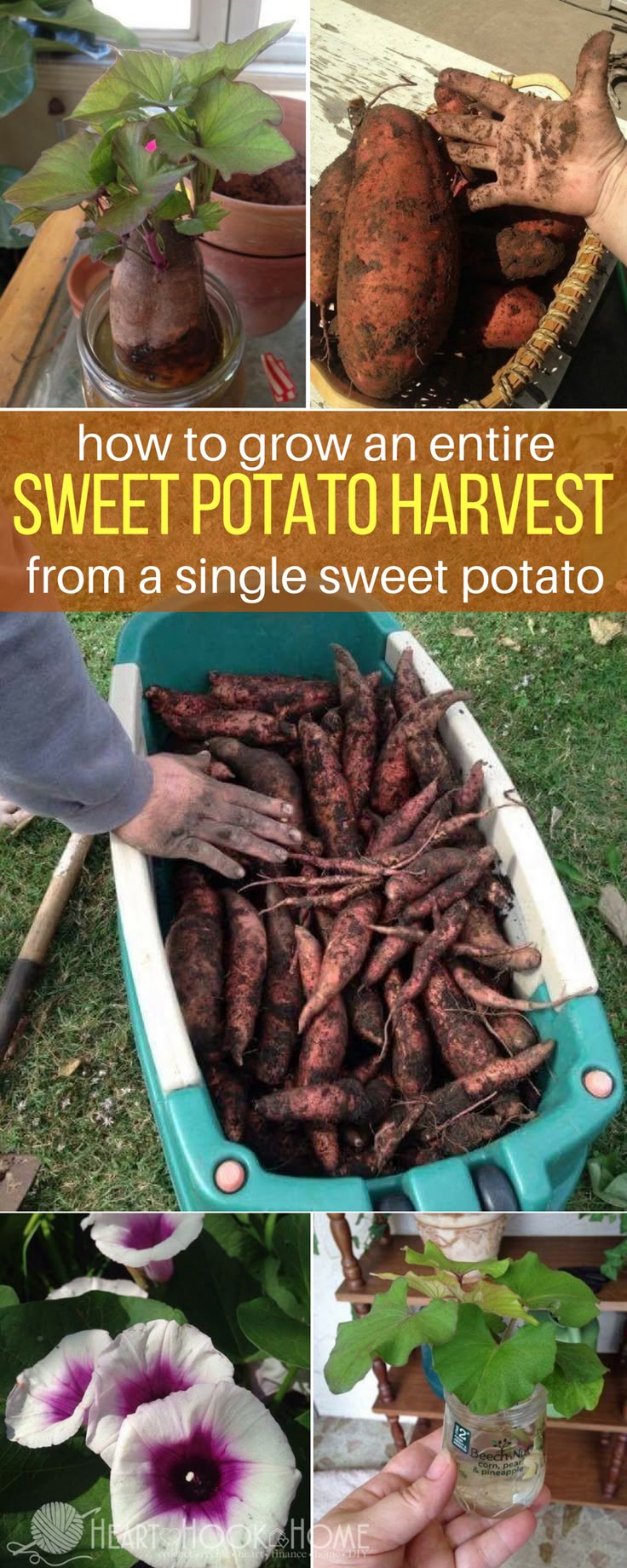 All you need is ONE sweet potato to get an entire harvest of sweet potatoes. All you need is ONE sweet potato to get an entire harvest of sweet potatoes.