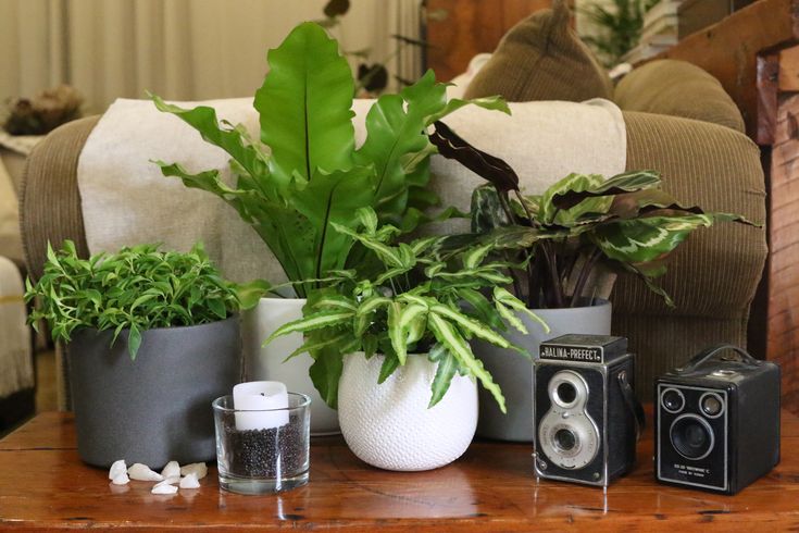 Mix up your decor with indoor plants Home organisation, Indoor plants