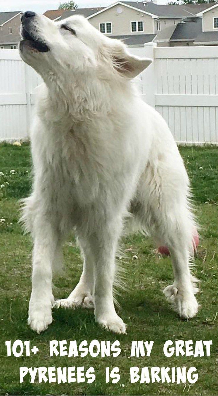 101 Reasons For Great Pyrenees Barking Great Pyrenees Great