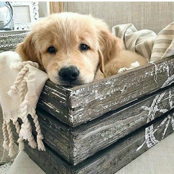 Now That S A Face Retriever Puppy Golden Retriever Puppy