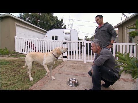 Dog Whisperer With Cesar Millan Cesar S Worst Bite Dog Whisperer With Cesar Millan Cesar S Worst Bite