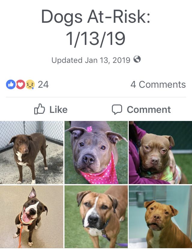 5 Dogs To Die 01 14 19 Foster Dog Dogs Dog Adoption