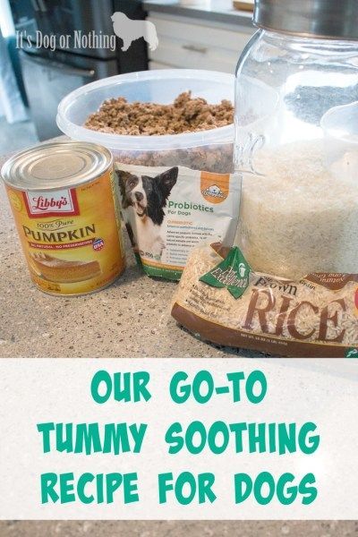 Food To Give Dogs With Upset Stomachs Food To Give Dogs With Upset Stomachs