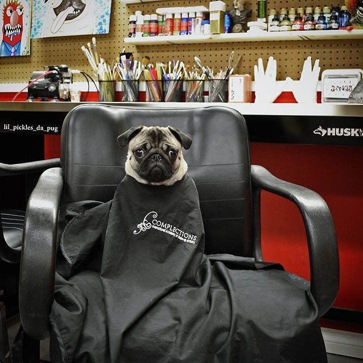 pugs kisses pet care 2870 best pugs images on baby pugs pug puppies and pug dogs pugs kisses pet care 2870 best pugs images on baby pugs pug puppies and pug dogs