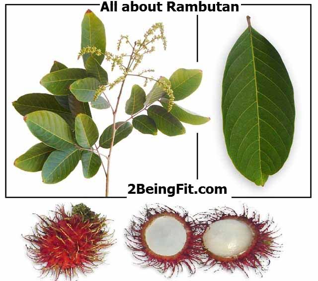 Rambutan nutrition, health benefits, uses, recipes and Rambutan nutrition, health benefits, uses, recipes and